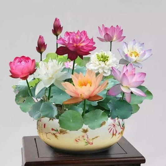 🔥 [Germination en 7 jours] Vente chaude - 49 % de réduction 💐 La fleur de lotus bonsaï sacrée