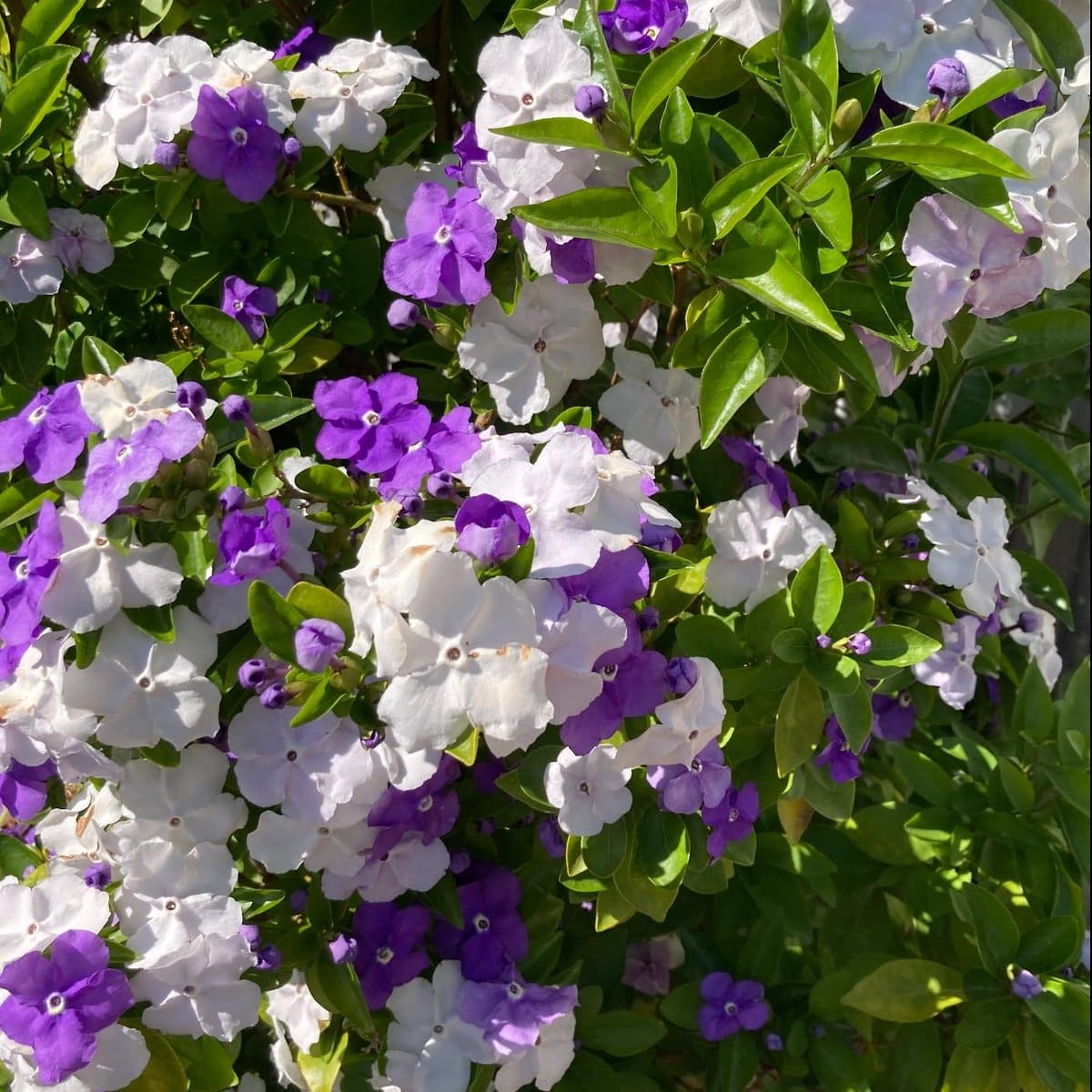 🌿🌱Graines de jasmin non OGM : Semis à quatre saisons, fleurs aux senteurs douces et fraîches🌸