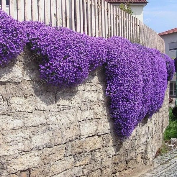 ✨Graines de thym rampant pour quatre saisons🏡| Concevez votre pelouse parfaite ici🌼