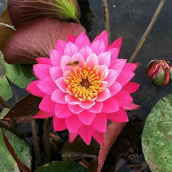 🔥 [Germination en 7 jours] Vente chaude - 49 % de réduction 💐 La fleur de lotus bonsaï sacrée