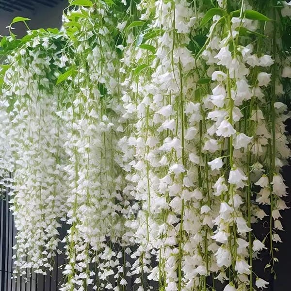 🌿💚 فروست تشارم - بذور الياسمين المتسلق 🌸